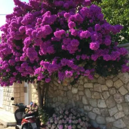 Luce Trstenik (Dubrovnik-Neretva)
